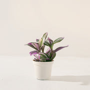 油畫婚禮吊蘭 | 霓虹水竹草 | 粉紅色的葉片 | 新娘禮服 | 室內植物 | 土耕