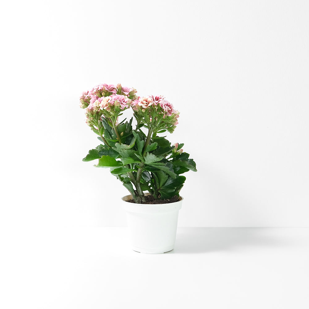 重瓣長壽花 | 開花後可放室內| 辦公室OK | 花期長 | 花色隨機 | 耐旱 | 陽光植物 | 多肉植物