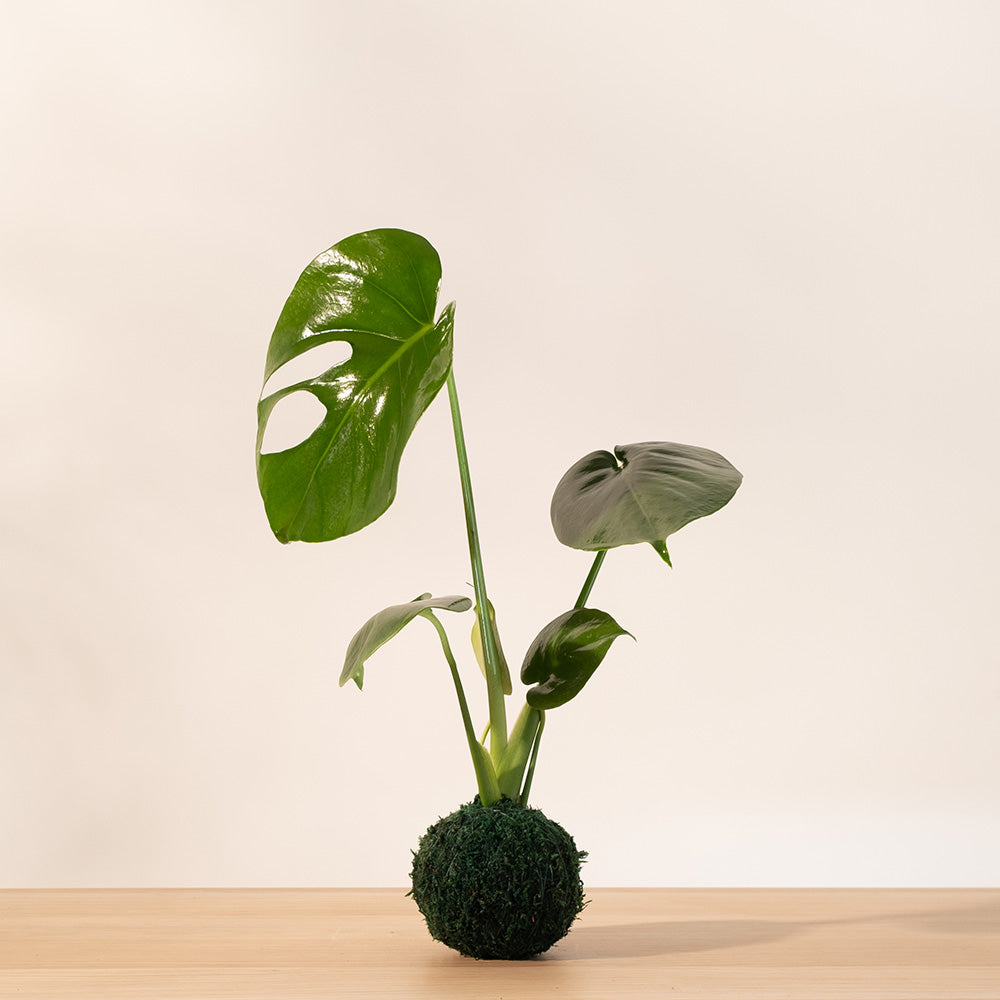 龜背芋 | 北歐風植栽 | 淨化空氣 | 招財長壽 | 室內耐陰植物 | 居家綠化