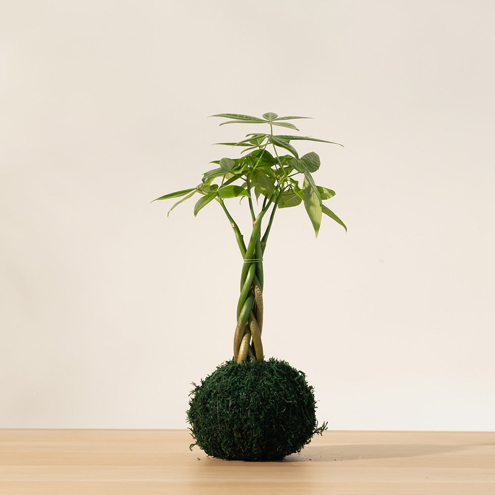 馬拉巴栗盆栽 | 招財化煞，新手入門首選 | 森林有塊田
