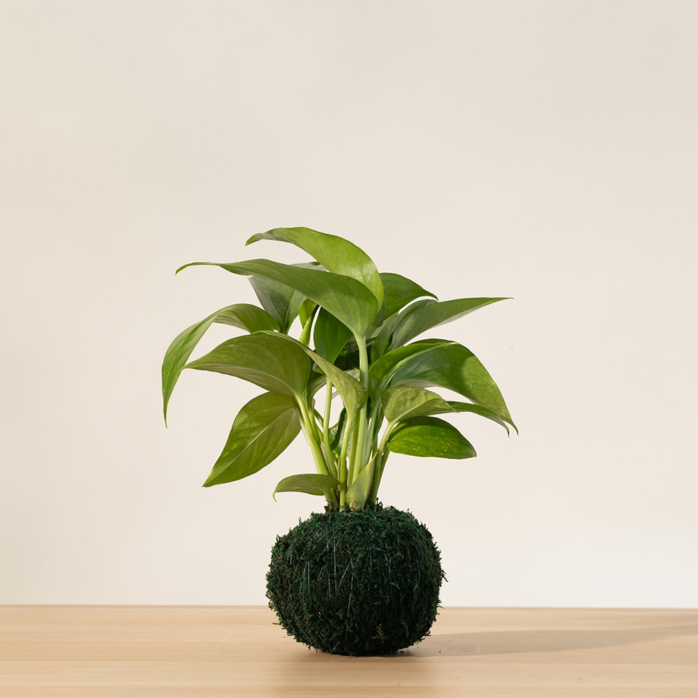 黃金葛 | 極強的適應性 | 高效的空氣淨化能力 | 室內植物
