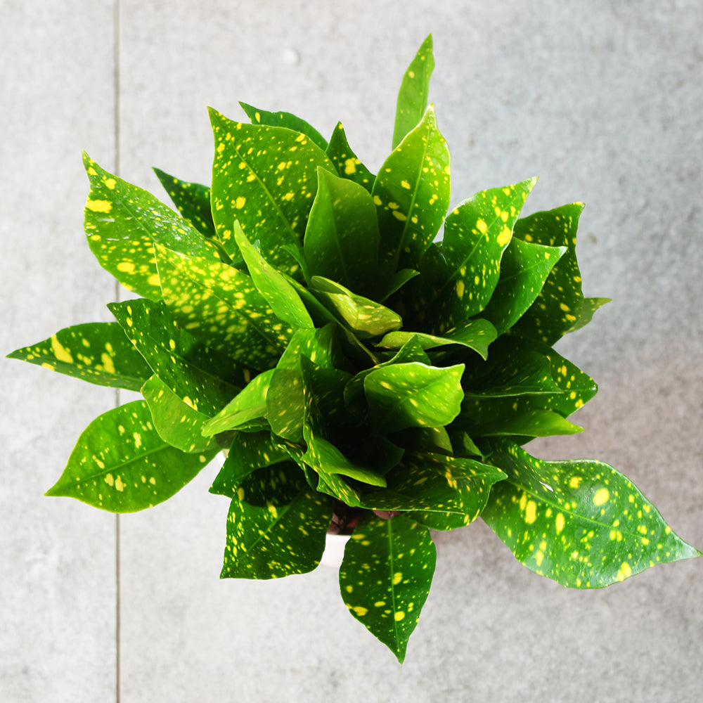 撒金變葉木 | 水耕 | 金太陽變葉木｜招財植物 | 無土栽培 | 室內植物