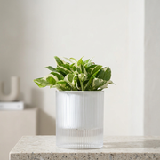 白金葛｜水耕好養推薦｜淨化甲醛空氣高手｜大理石斑紋葉片｜點亮室內美感｜無土栽培｜室內植物