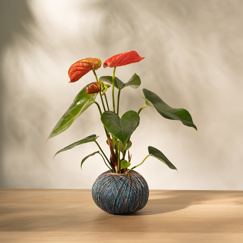 火鶴苔球 | 真心與愛情 | 提升戀愛運 | 室內植物