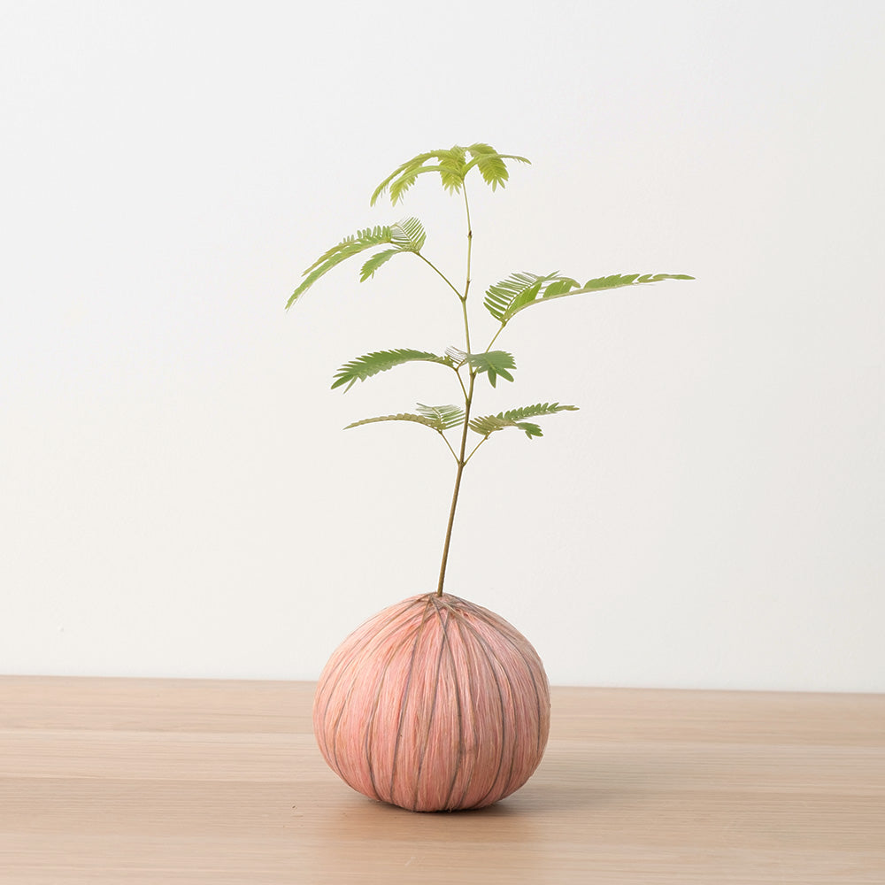 小豆樹苔球｜日式禪意桌上綠植｜招引貴人與正能量｜陽光植物