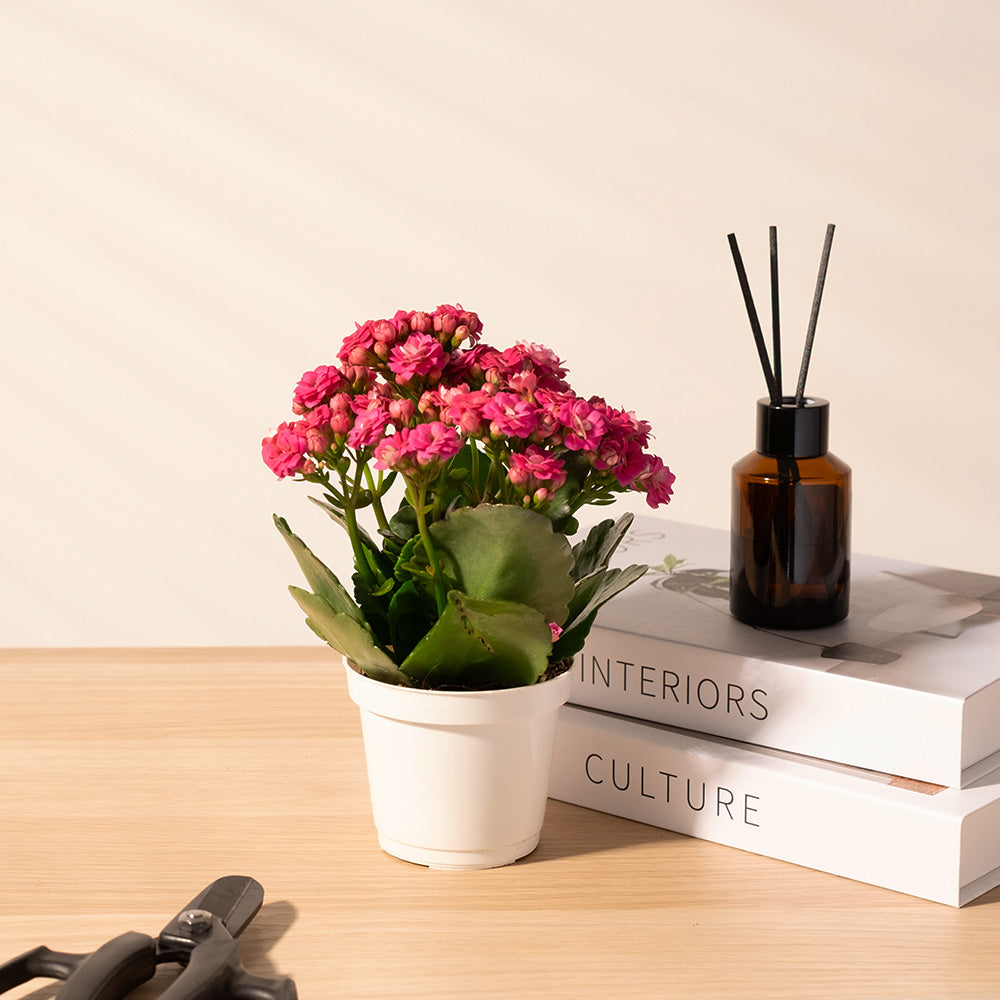 重瓣長壽花 | 開花後可放室內 | 辦公室OK | 花期長 | 歲月靜好、健康長壽 | 陽光植物