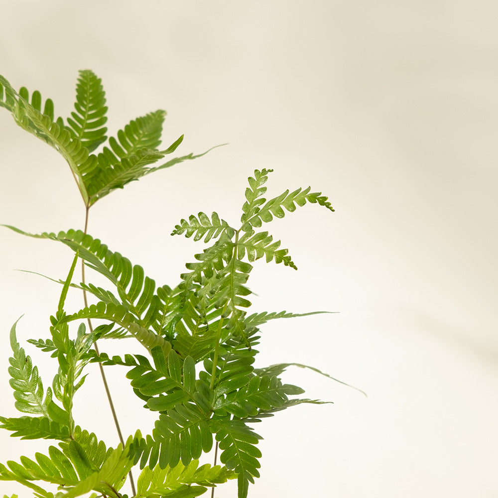 鳳尾蕨盆栽｜蕨類植物｜輕盈森林風｜NASA級過濾｜寵物友善｜室內植物