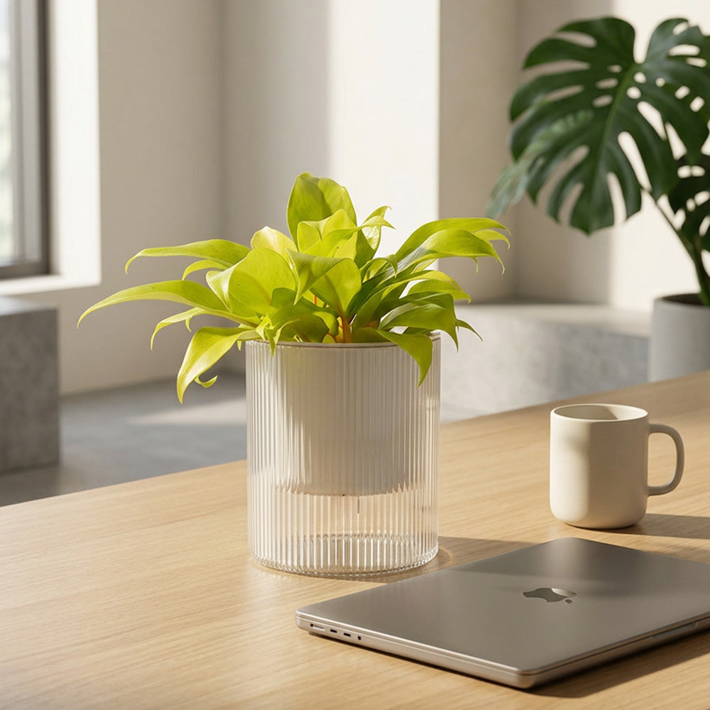 陽光鋤葉蔓綠絨 | 水耕 | 金鋤蔓綠絨 | 檸檬萊姆蔓綠絨 | 好照顧 | 無土栽培 | 室內植物