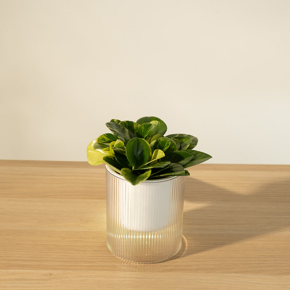 綠葉圓葉椒草 | 斑葉圓葉椒草 | 水耕 | 無土栽培 | 好照顧 | 兒童、 寵物安全 | 移除甲醛 | 室內植物