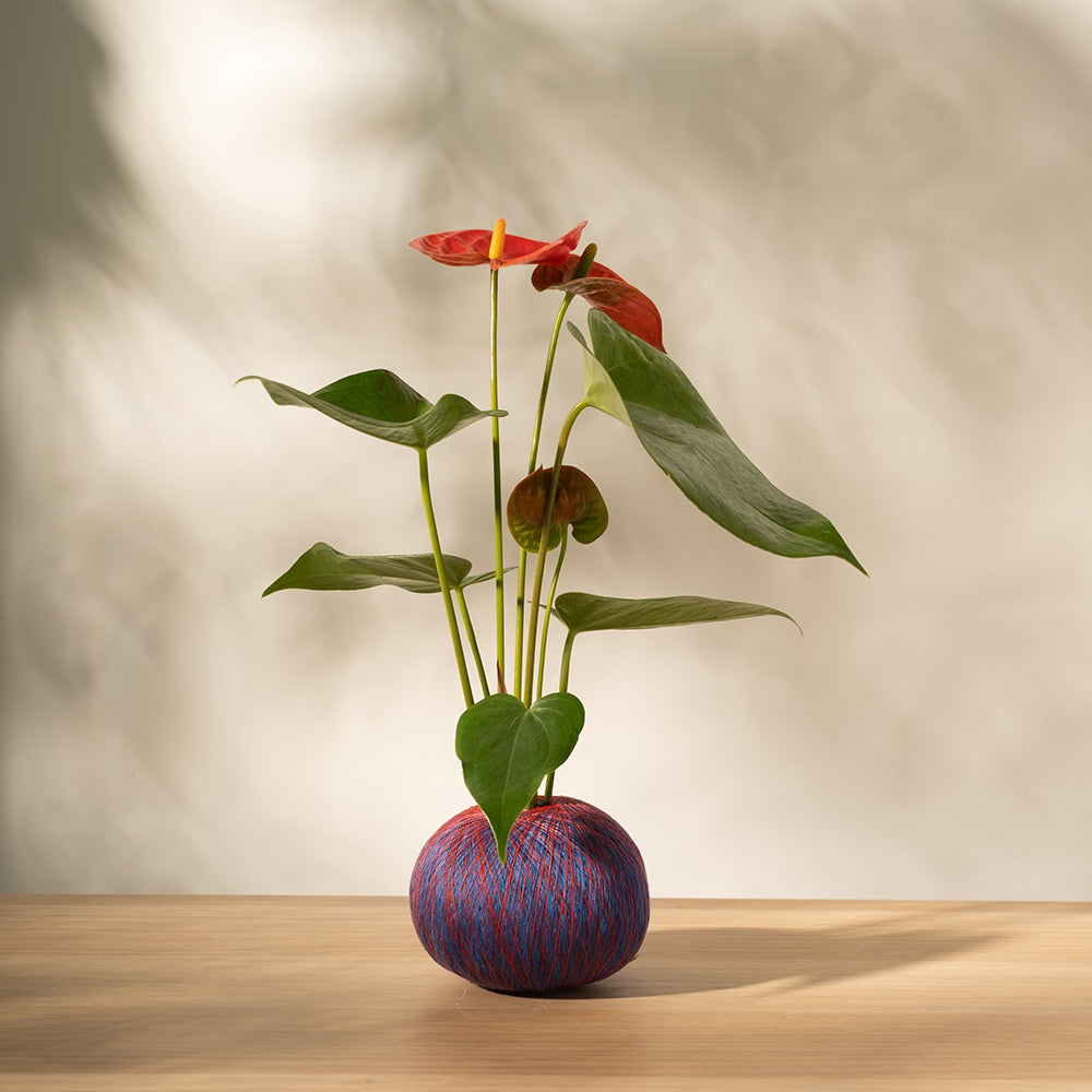 火鶴苔球 | 真心與愛情 | 提升戀愛運 | 室內植物