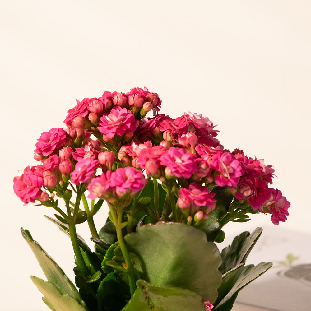 重瓣長壽花 | 開花後可放室內 | 辦公室OK | 花期長 | 歲月靜好、健康長壽 | 陽光植物