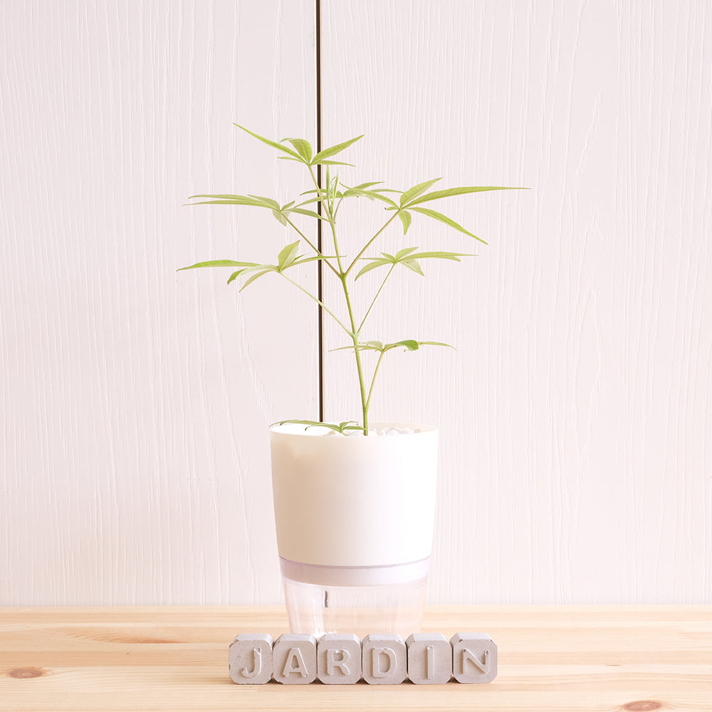 貞節樹 | 穗花牡荊 | 西洋牡荊 | 聖潔莓 | 每年春天開藍色的花 | 陽光植物 | 黃金會員以上限定