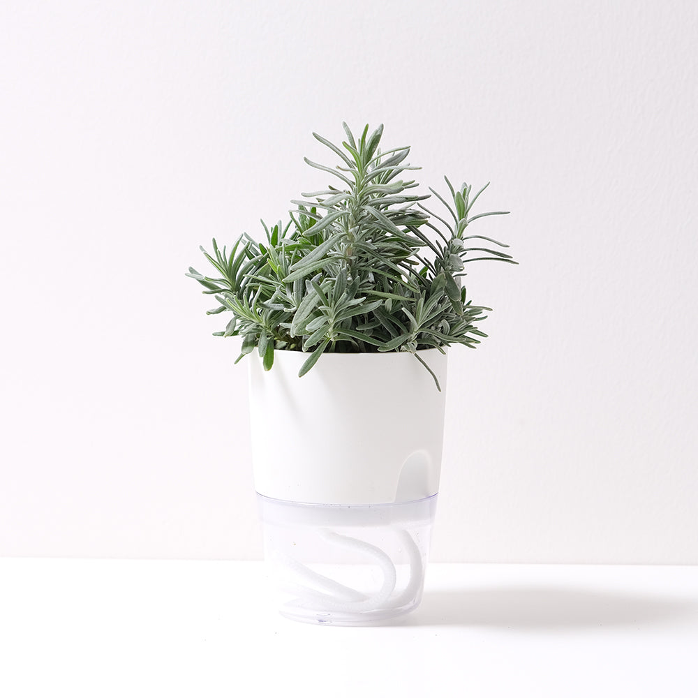 孟德斯特薰衣草 | 狹葉薰衣草 | 水耕 | 溫和矮化的品種 | 無土栽培 | 陽光植物