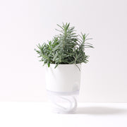 孟德斯特薰衣草 | 狹葉薰衣草 | 水耕 | 溫和矮化的品種 | 無土栽培 | 陽光植物