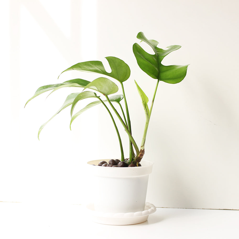 姬龜背 | 四籽崖角藤 | 迷你電信蘭 | 室內植物
