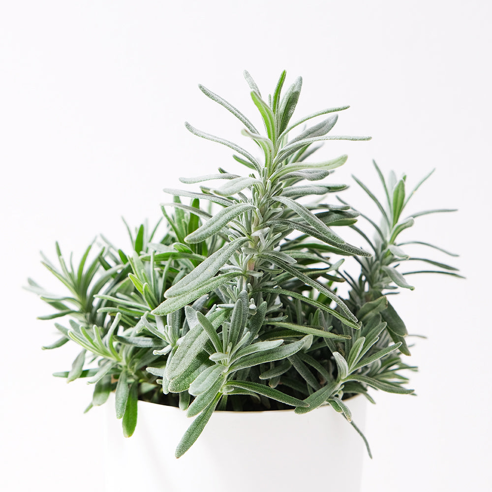 孟德斯特薰衣草 | 狹葉薰衣草 | 水耕 | 溫和矮化的品種 | 無土栽培 | 陽光植物