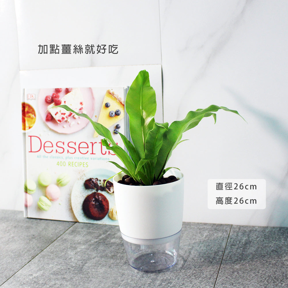 山蘇盆栽 | 台灣的野菜 | 水耕 | 無土栽培| 蕨類植物 | 室內植物