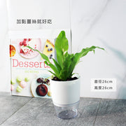 山蘇盆栽 | 台灣的野菜 | 水耕 | 無土栽培| 蕨類植物 | 室內植物