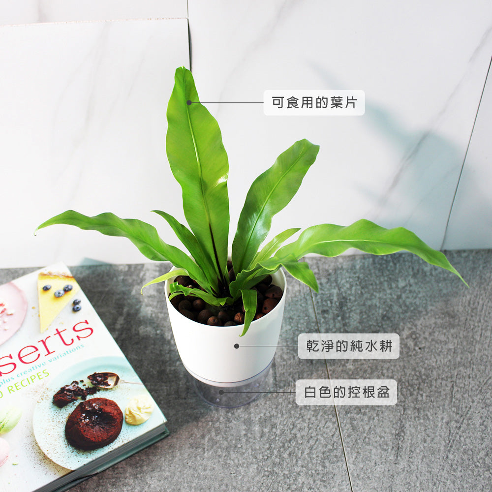 山蘇盆栽 | 台灣的野菜 | 水耕 | 無土栽培| 蕨類植物 | 室內植物