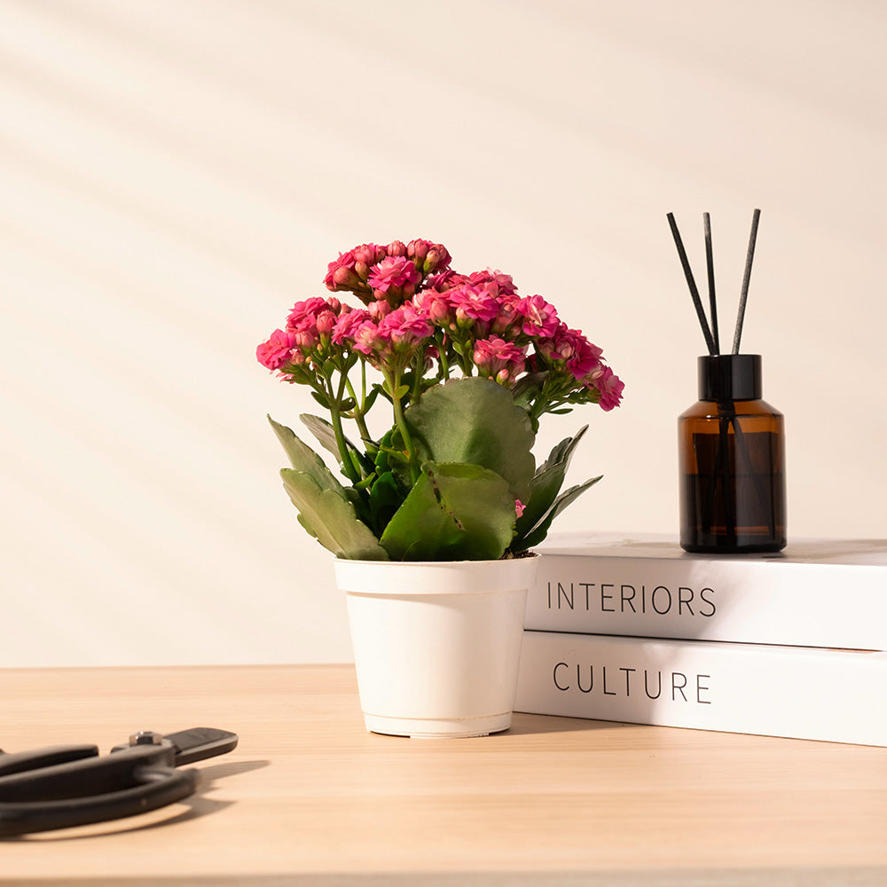 重瓣長壽花 | 開花後可放室內 | 辦公室OK | 花期長 | 歲月靜好、健康長壽 | 陽光植物