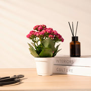 重瓣長壽花 | 開花後可放室內 | 辦公室OK | 花期長 | 歲月靜好、健康長壽 | 陽光植物