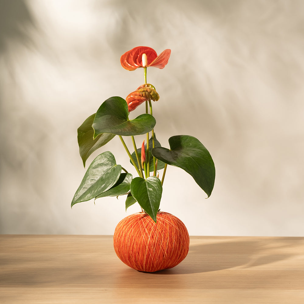 火鶴苔球 | 真心與愛情 | 提升戀愛運 | 室內植物