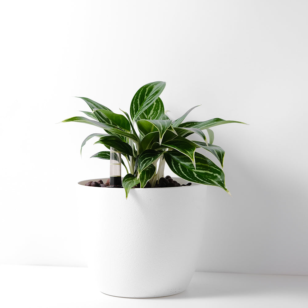 白馬粗肋草 | 水耕 | 白馬萬年青 | 無土栽培 | 室內植物