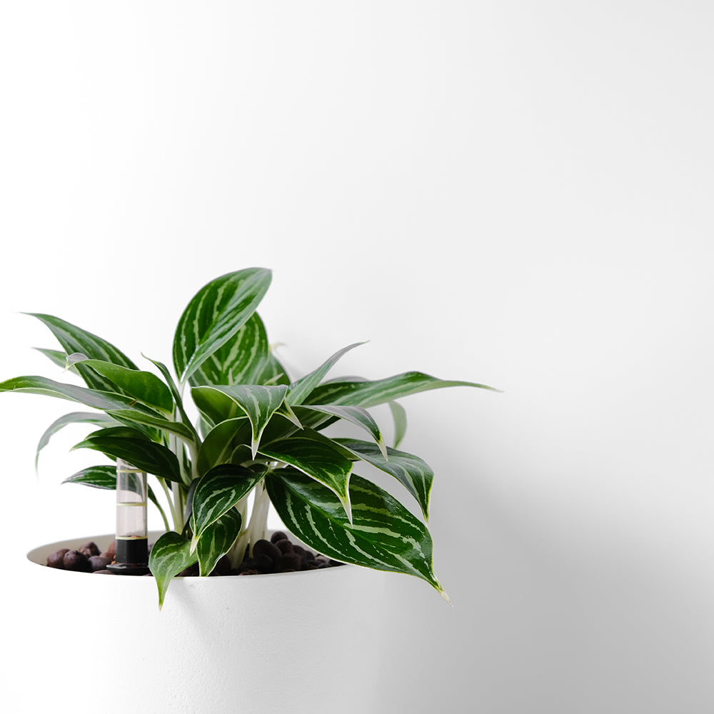白馬粗肋草 | 水耕 | 白馬萬年青 | 無土栽培 | 室內植物