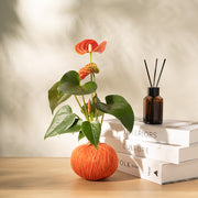 火鶴苔球 | 真心與愛情 | 提升戀愛運 | 室內植物