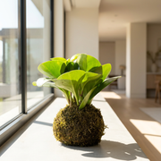 圓葉椒草苔球｜寵物友善｜招財進寶｜圓滿和諧｜室內植物