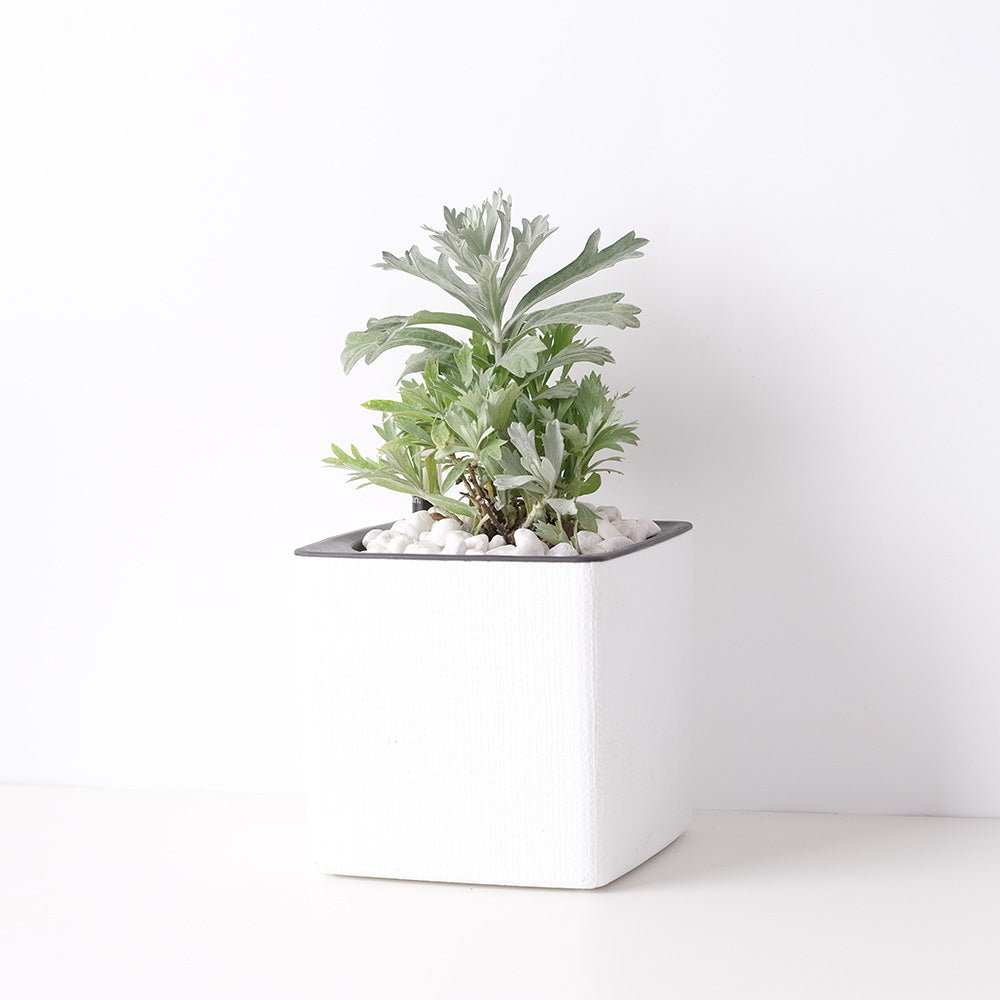 白鼠尾草 | 水耕 | 銀艾 | 加州植物 | 淨化空間 | 無土栽培 | 陽光植物