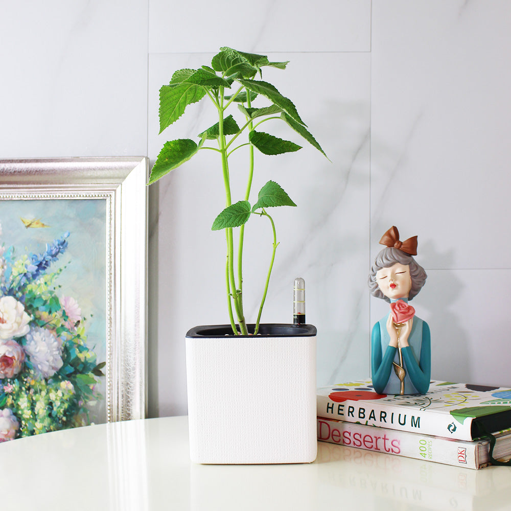 水果鼠尾草 | 驅趕小黑蚊 | 花朵口感清脆 | 陽光植物