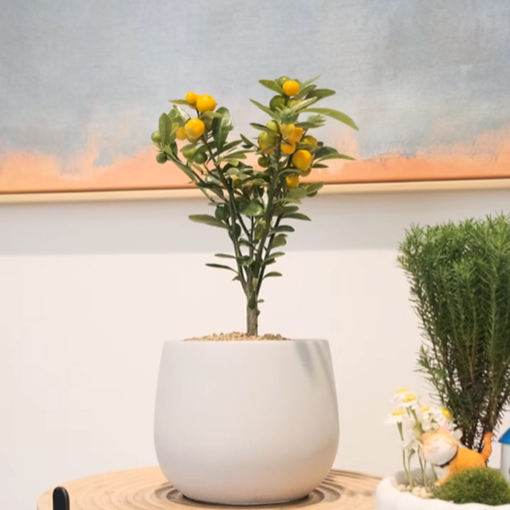 金豆 | 山金橘 | 金玉滿堂、大吉大利 | 果實可以食用 | 陽光植物