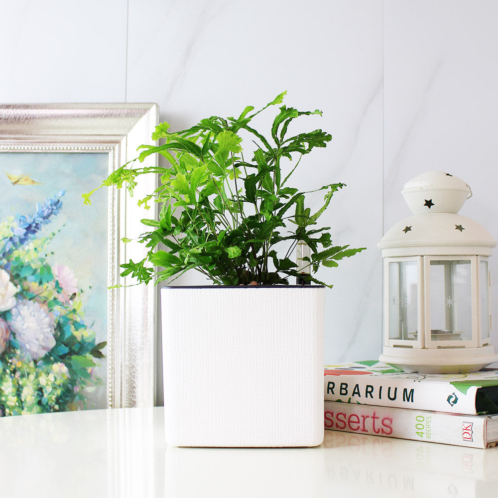 鳳尾蕨盆栽｜蕨類植物｜室內植物