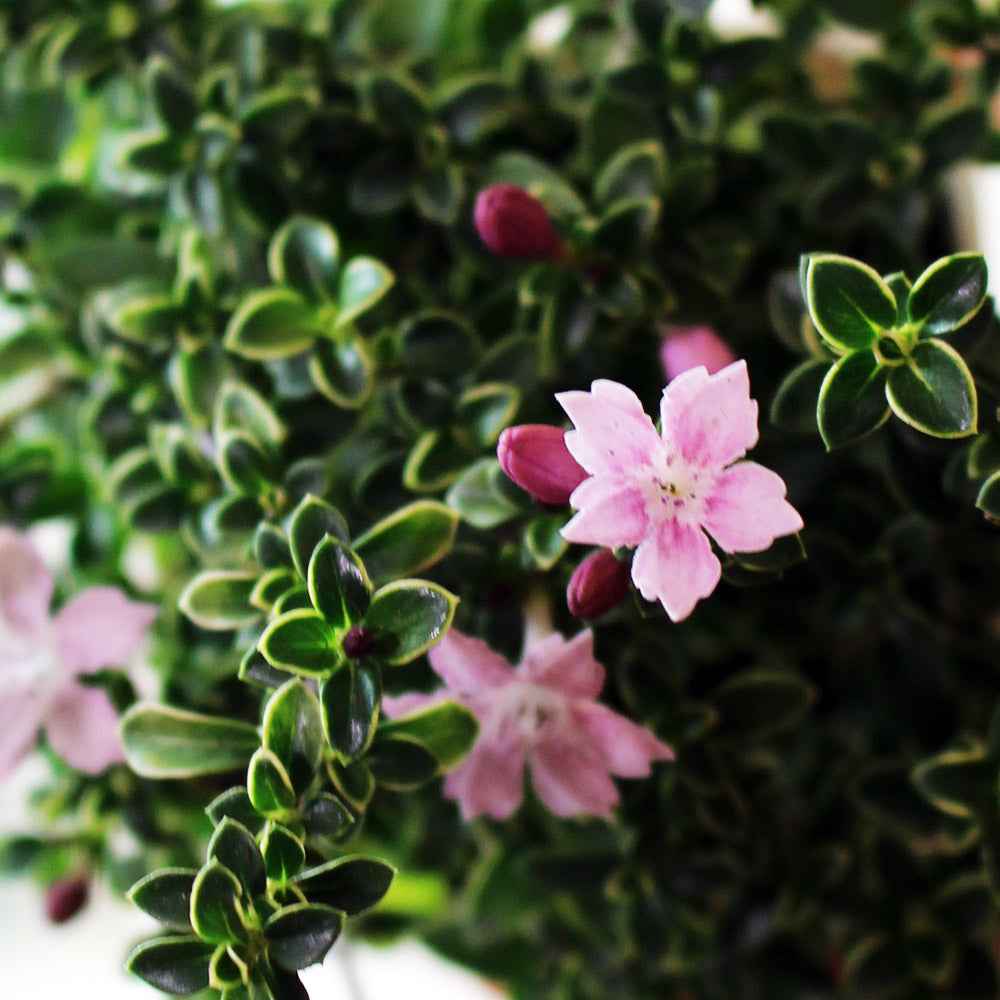 紫丁香 | 六月雪 | 花有淡香 | 陽光植物
