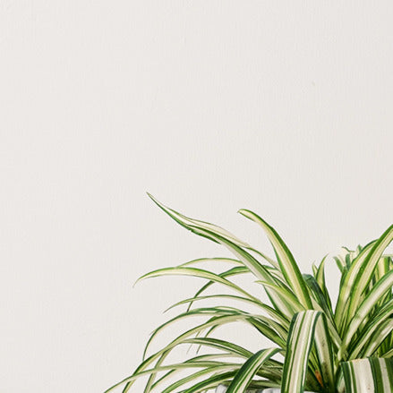 金邊吊蘭 | 土耕 | 空氣清淨機 | 除甲醛植物 | 寵物友善 | 新居落成禮 | 新手植物 | 室內、室外皆可