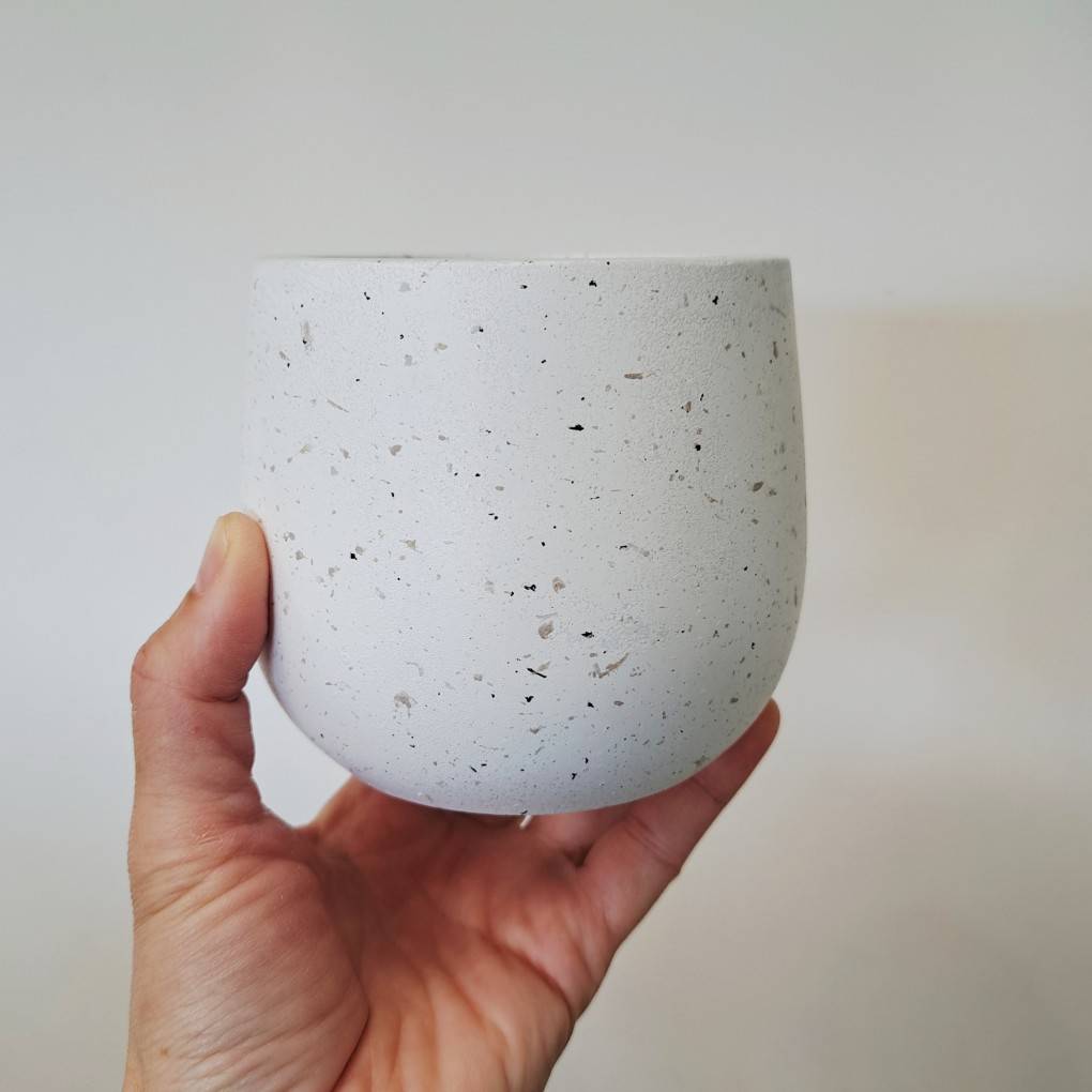 白脈椒草| 兒童、 寵物安全 | 多葉蘭 | 弦月椒草 | 室內植物