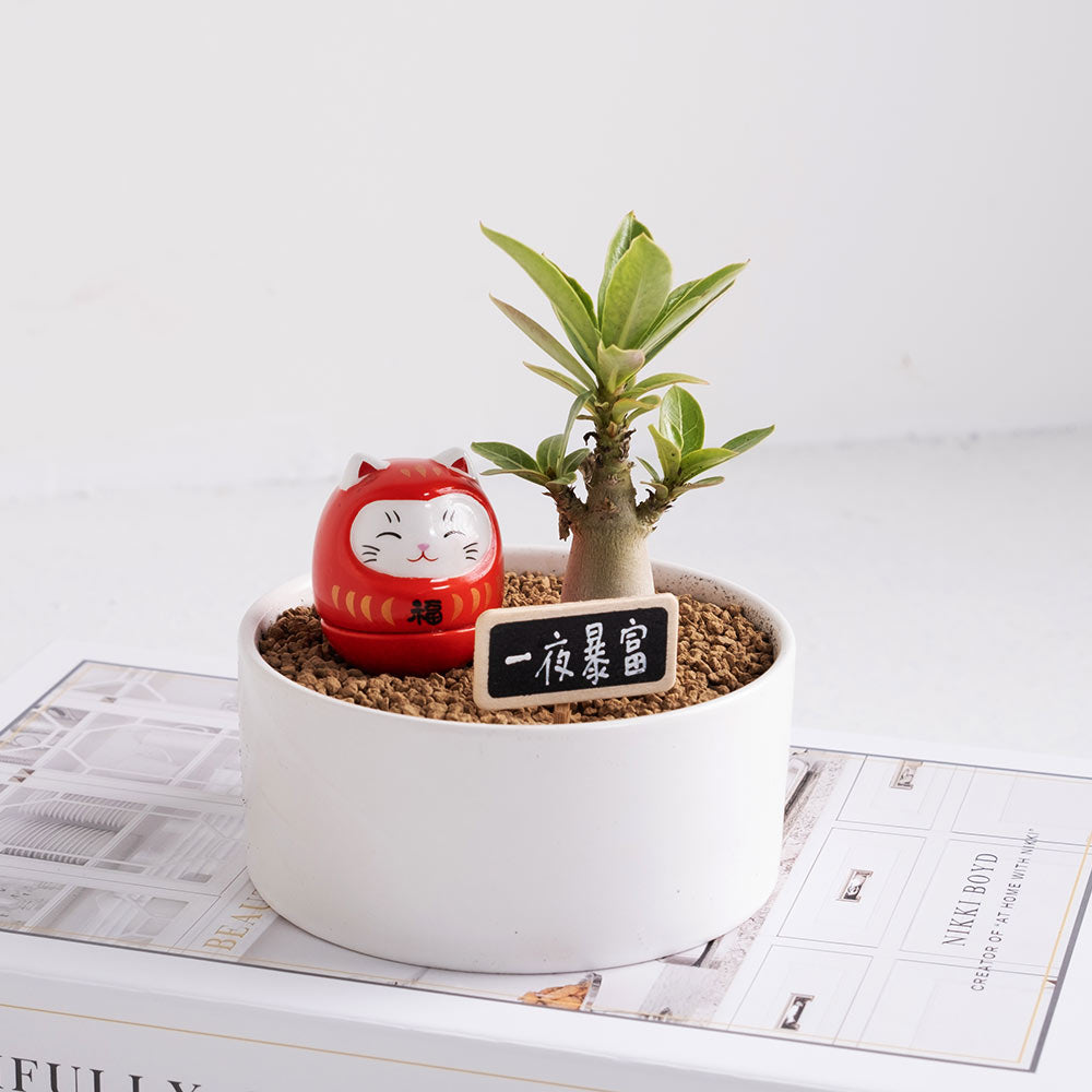 暴富小福星 | 花開富貴 | 招財納福、點亮居家風水 | 陽光植物