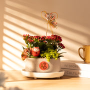 必勝・祈願之森｜好事成雙｜金玉滿堂｜必勝精神｜陽光植物