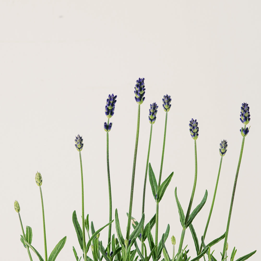 菲菲薰衣草 | 常開花且花期長 | 淨化空氣｜花色如照片｜食用花｜陽光植物