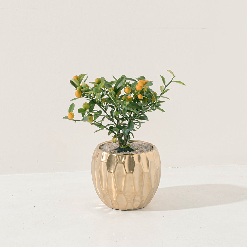 金豆 | 山金橘 | 金玉滿堂、大吉大利 | 果實可以食用 | 陽光植物