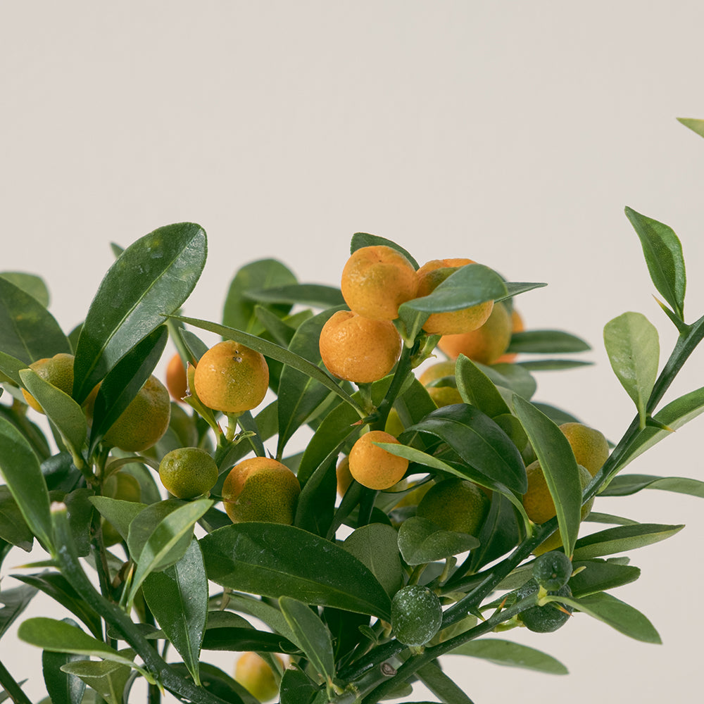 金豆 | 山金橘 | 金玉滿堂、大吉大利 | 果實可以食用 | 陽光植物