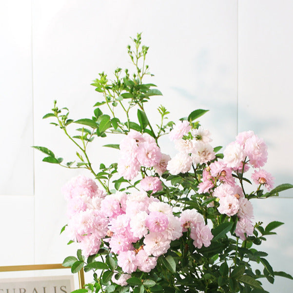 天使薔薇 | 花多且香 | 花可以泡茶 | 四季開花 | 招桃花風水 | 陸龜點心 | 寵物友善