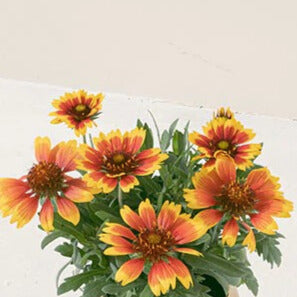 天人菊 | 提升活力、招來財富與堅定信念 | 陽光植物