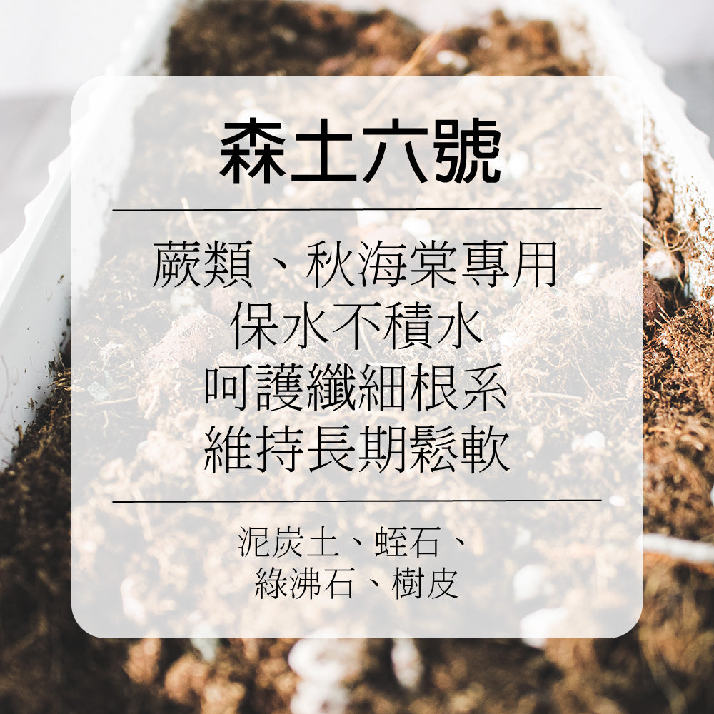 森土 No.6 森林微潤呼吸土｜蕨類、秋海棠專用｜保水不積水 呵護纖細根系