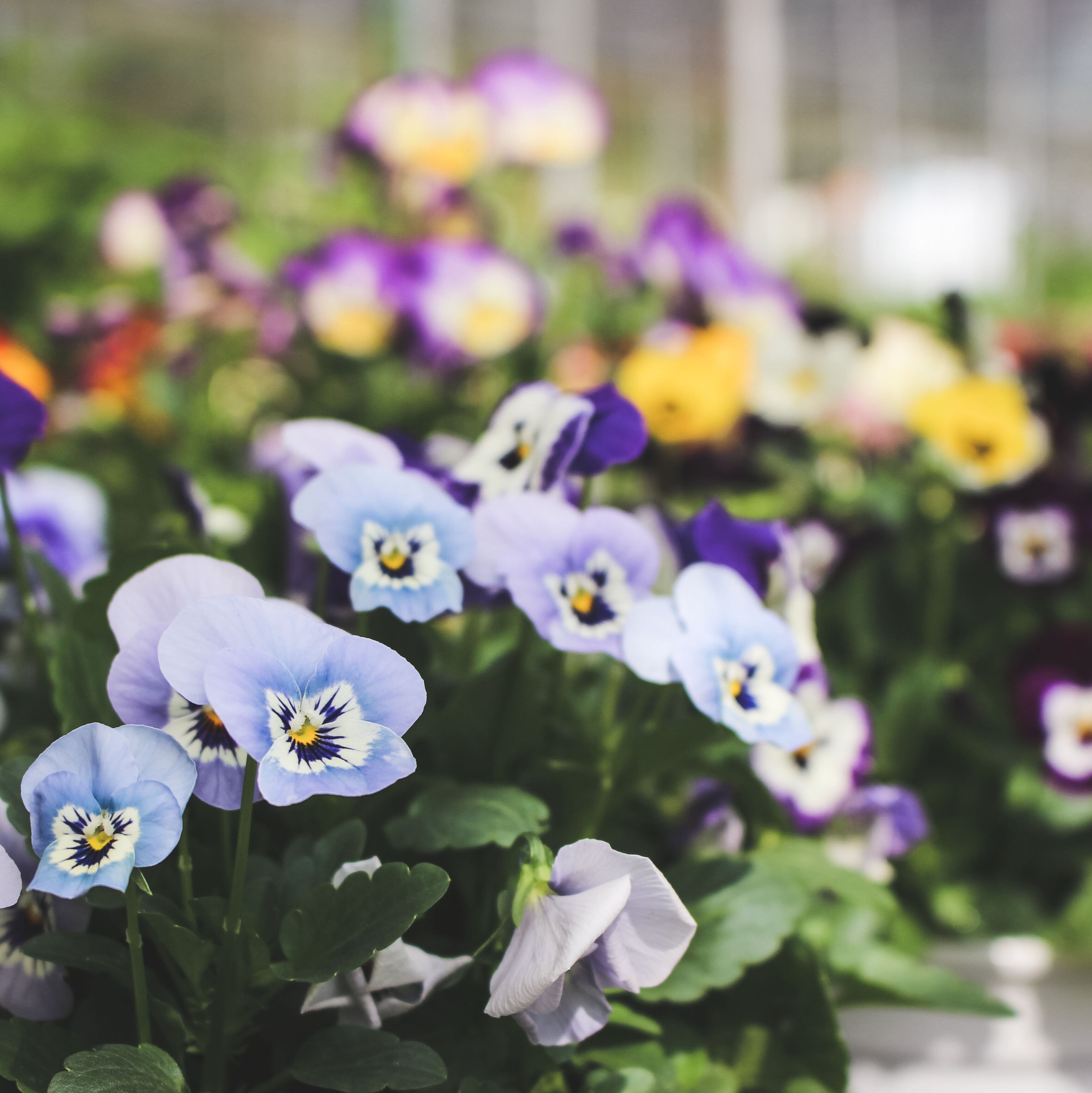 香堇 | 富含維生素A和C | 淡雅甜香 | 綜合花色隨機出貨 | 陽光植物