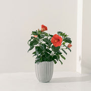 大花扶桑 | 朱槿 | 財運亨通 、聚集人氣 | 陽光植物