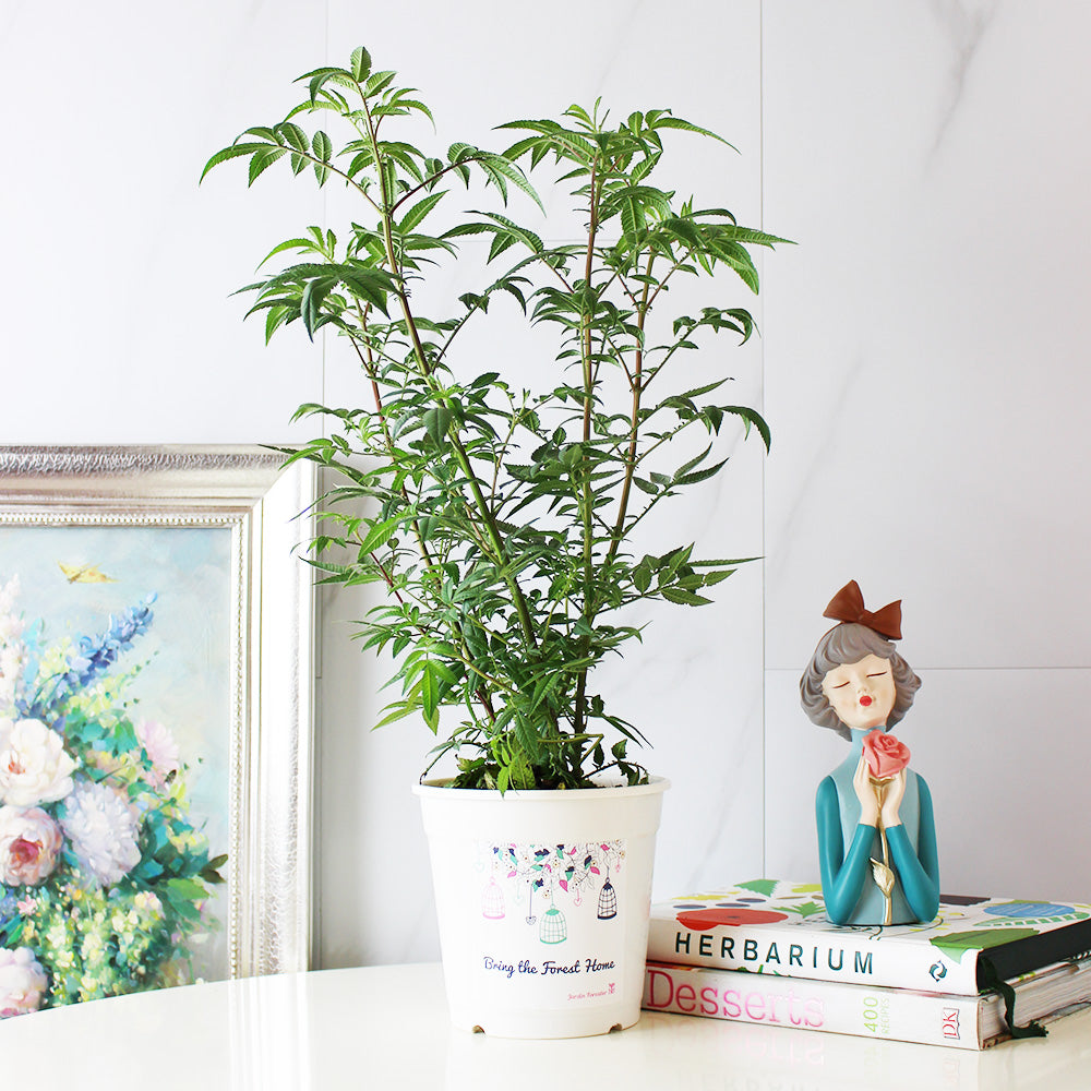 芳香萬壽菊｜百香果香氣｜花和葉都可泡茶 | 墨西哥萬壽菊｜食用花｜陽光植物