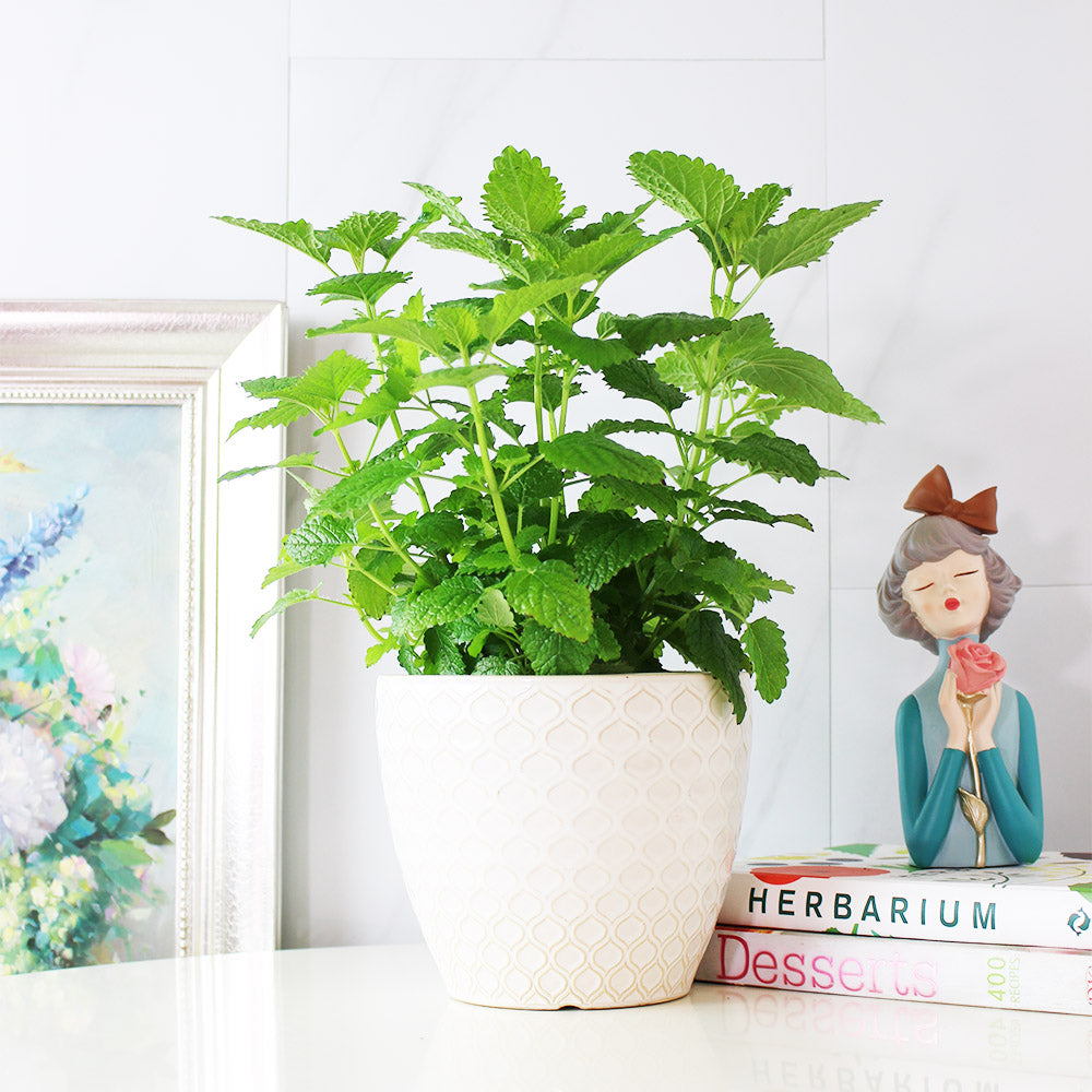 檸檬香蜂草 | 新居落成的絕佳禮物 | 心靈舒緩 | 檸檬香脂 | 陽光植物