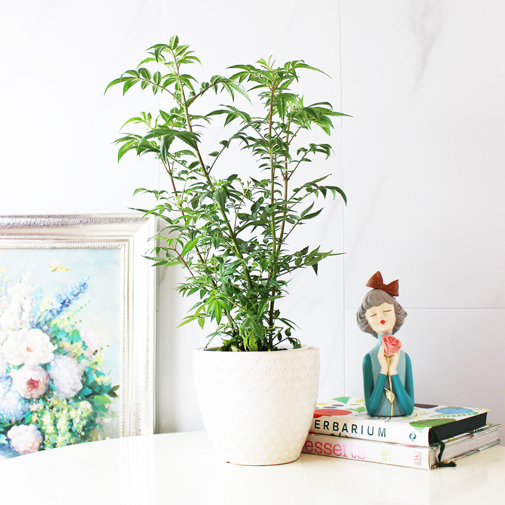 芳香萬壽菊｜百香果香氣｜花和葉都可泡茶 | 墨西哥萬壽菊｜食用花｜陽光植物